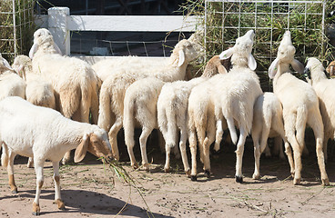 Image showing sheep in farm