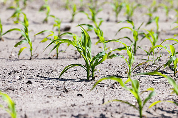 Image showing corn field. close-up  