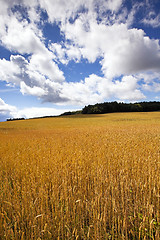 Image showing  grow ripe wheat.