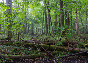 Image showing Old moss wrapped spruce tree lying in deciduous stand