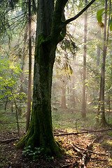Image showing Beams of light entering forest