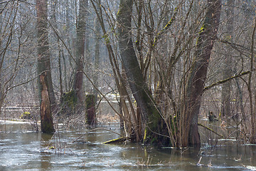 Image showing Riparian stand flooded in springtime