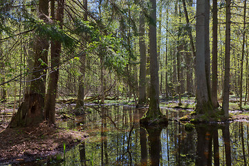 Image showing Riparian stand of Bialowieza Forest in sun