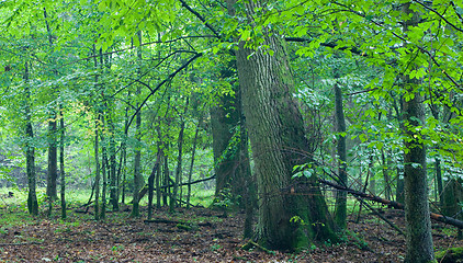 Image showing Big old oaks rain after