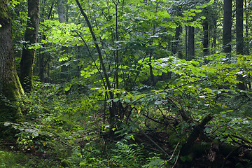 Image showing Early morning at deciduous forest with ash tree