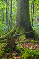 Image showing Total declined spruce log wrapped by moss