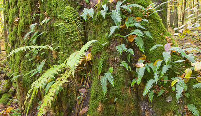 Image showing Oak tree with Common Polypody fern