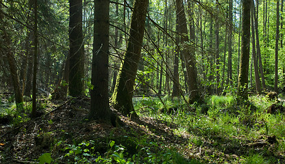 Image showing Springtime alder-bog forest stand