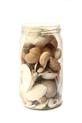 Image showing sea shells glass