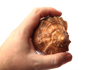 Image showing big shell from bulgaria