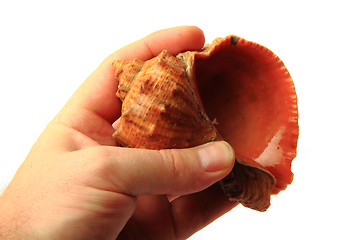 Image showing big shell from bulgaria