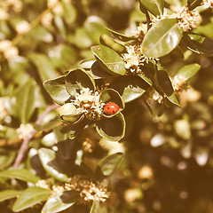 Image showing Retro looking Beetle picture