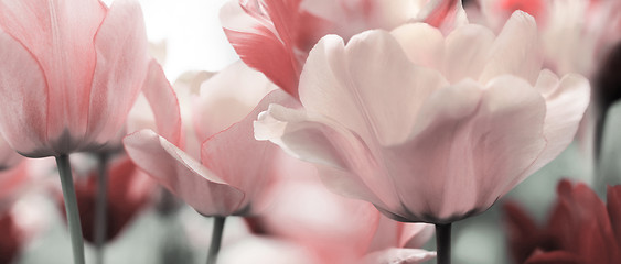 Image showing light pink toned spring tulips