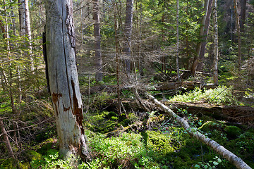 Image showing Broken tree roots partly declined inside coniferous stand