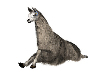 Image showing Llama or Lama on White