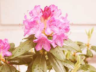 Image showing Retro looking Pink Azalea flower