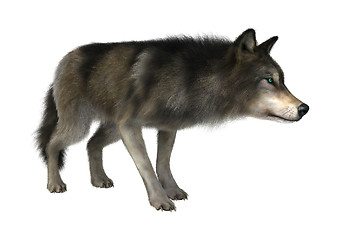 Image showing Wild Wolf on White