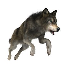 Image showing Wild Wolf on White