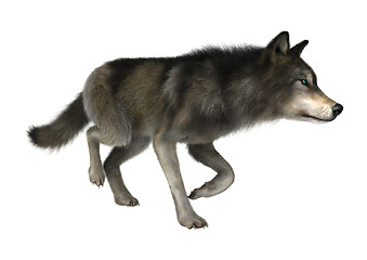 Image showing Wild Wolf on White