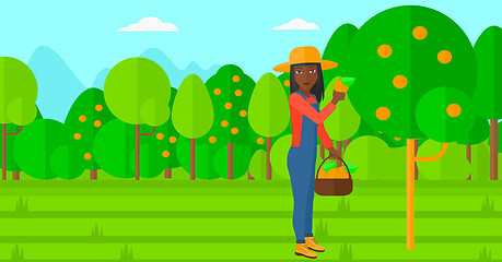 Image showing Farmer collecting oranges.