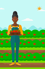 Image showing Farmer collecting tomatos.