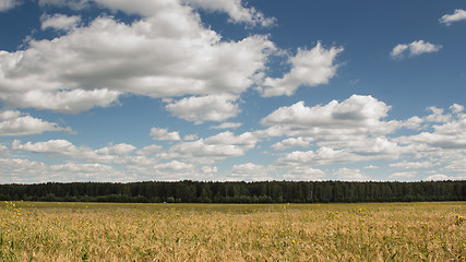 Image showing Gold wheat field