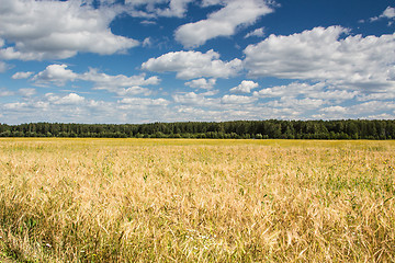 Image showing Gold wheat field