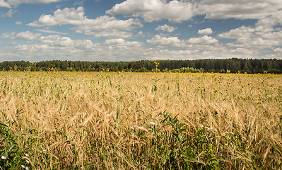 Image showing Gold wheat field