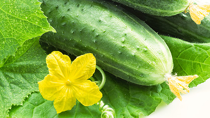Image showing Fresh cucumbers closeup