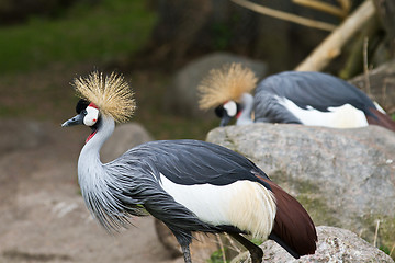 Image showing Crowned Crane, Balearica regulorum
