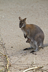 Image showing kangaroo with baby in pouch