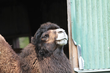 Image showing Camel