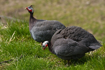 Image showing Helmeted guineafowl