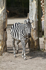 Image showing Zebra