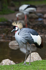 Image showing Crowned Crane, Balearica regulorum