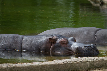 Image showing Rhino