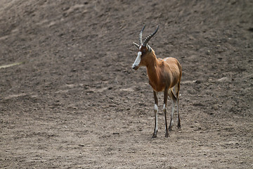 Image showing antelope