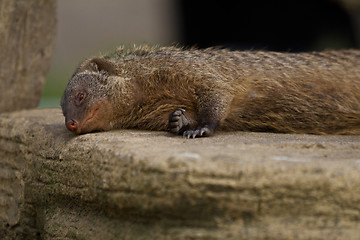 Image showing Raccoon sleeping