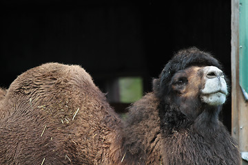 Image showing Camel