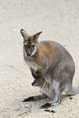 Image showing kangaroo with baby in pouch