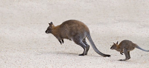 Image showing Two kangaroo jumping