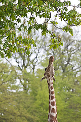 Image showing Girafe eating a leaf