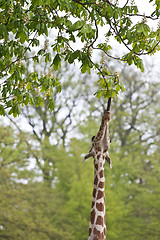 Image showing Girafe eating a leaf