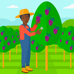 Image showing Farmer collecting grapes.