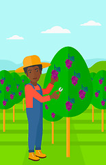 Image showing Farmer collecting grapes.