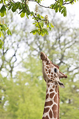 Image showing Girafe eating a leaf