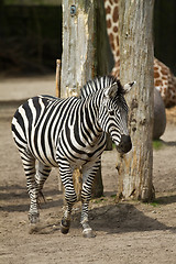 Image showing Zebra