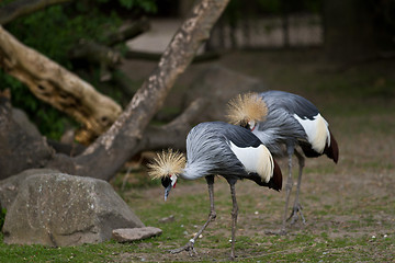 Image showing Crowned Crane, Balearica regulorum