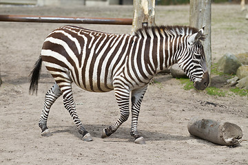 Image showing Zebra