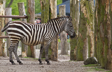 Image showing Zebra